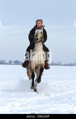 Frau reitet Mischling Stockfoto