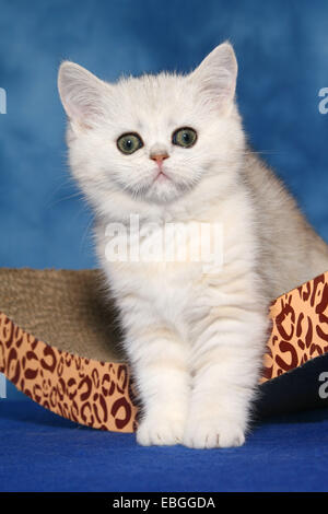 Exotic Shorthair Kitten Stockfoto