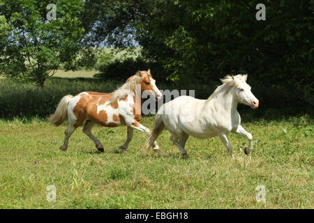 Ponys im Trab Stockfoto