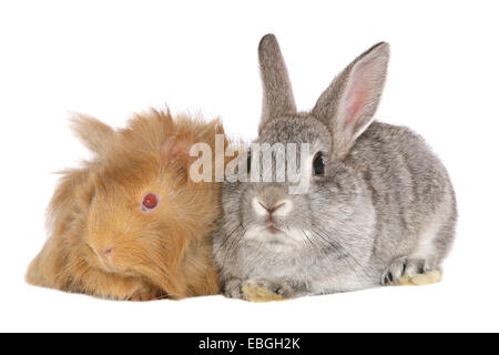 Kaninchen und Guninea Schwein Stockfoto