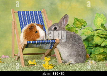 Pygmy Kaninchen und Guninea Schwein Stockfoto