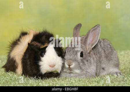 Pygmy Kaninchen und Guninea Schwein Stockfoto