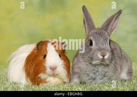 Pygmy Kaninchen und Guninea Schwein Stockfoto