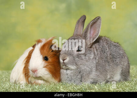 Pygmy Kaninchen und Guninea Schwein Stockfoto