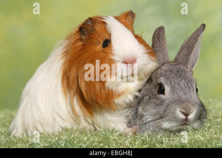 Pygmy Kaninchen und Guninea Schwein Stockfoto