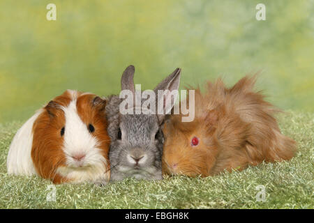 Pygmy Kaninchen und Schweine guninea Stockfoto