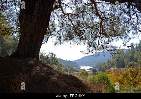 Ein Blick von der Kelefos-Brücke auf der Arminou-Stausee im Troodos-Nationalpark Stockfoto