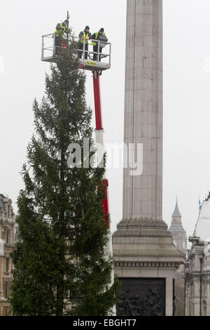 London, UK. 1. Dezember 2014. Arbeitnehmer auf eine Hubarbeitsbühne zu starten, um den jährlichen Weihnachtsbaum auf dem Trafalgar Square, die ein Geschenk von der norwegischen Regierung Kredit ist zu schmücken: Amer Ghazzal/Alamy Live-Nachrichten Stockfoto