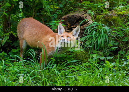 Rotfuchs (Vulpes Vulpes), junger Rotfuchs auf das Futter auf einer Wiese im Wald, Schweiz, Sankt Gallen Stockfoto