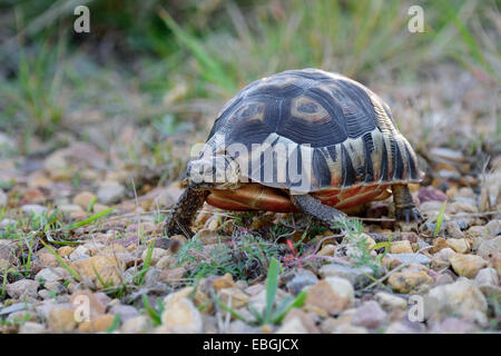 Südafrikanische Bugspriet Schildkröte (Chersina Angulata), zu Fuß auf Kiese, Südafrika, Addo Elephant National Park Stockfoto