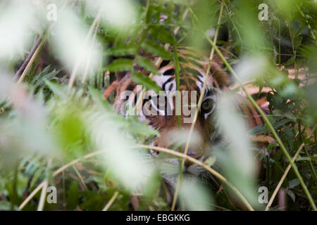 Bengal-Tiger (Panthera Tigris Tigris), im Dickicht, Indien, Bandhavgarh National Park Stockfoto