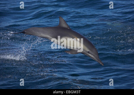 Langem Schnabel Gemeiner Delfin, langem Schnabel Delfin, Gemeiner Delfin, Saddleback Delphin, Criss-Cross-Delphin, Sanduhr Dolphin, Cape Delphin, gemeinsame Schweinswal, White-bellied Schweinswal (Delphinus Capensis), springen, Mexiko, Baja California, Sea of Cortez Stockfoto