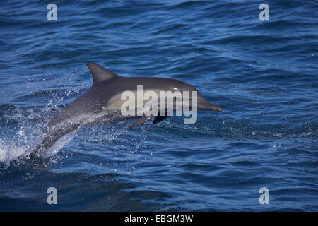 Langem Schnabel Gemeiner Delfin, langem Schnabel Delfin, Gemeiner Delfin, Saddleback Delphin, Criss-Cross-Delphin, Sanduhr Dolphin, Cape Delphin, gemeinsame Schweinswal, White-bellied Schweinswal (Delphinus Capensis), springen, Mexiko, Baja California, Sea of Cortez Stockfoto