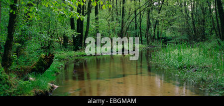 der Bach Furlbach in der Natur reserve Furlbachtal, Deutschland, North Rhine-Westphalia, NSG Furlbachtal Stockfoto