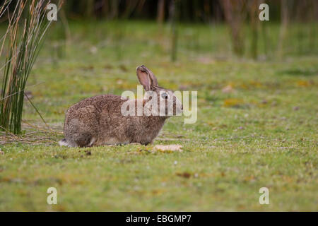 Europäischen Kaninchen (Oryctolagus Cuniculus), Wiese, Kangaroo Island, Australien, Suedaustralien Stockfoto