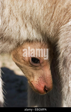 östliche graue Känguru (Macropus Giganteus), Porrait eines Babys im Beutel, Australien, New South Wales, Murramarang National Park Stockfoto