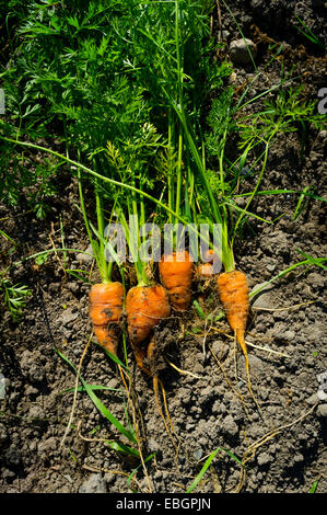 Eine Reihe von kleinen heimischen frisch ausgegraben Karotten auf eine Zuteilung Gartengrundstück Boden UK Stockfoto