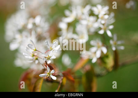 Elsbeere zarten weißen Blüten in der Frühlingssonne Jane Ann Butler Fotografie JABP1382 Stockfoto