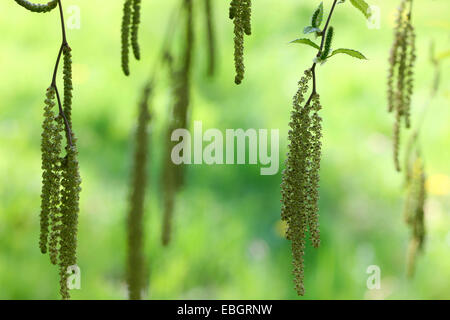 Frühling Birke Kätzchen, unverwechselbar und schöne Jane Ann Butler Fotografie JABP1378 Stockfoto