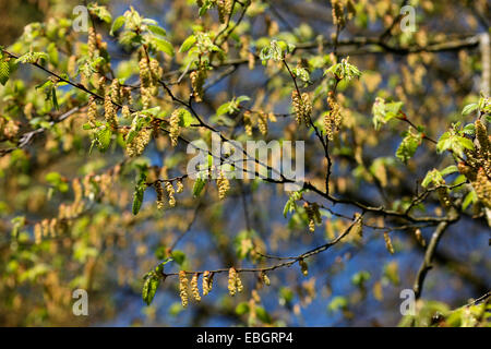 Carpinus Betulus Baum reichliche hängende Hülsen im Frühjahr Jane Ann Butler Fotografie JABP1389 Stockfoto