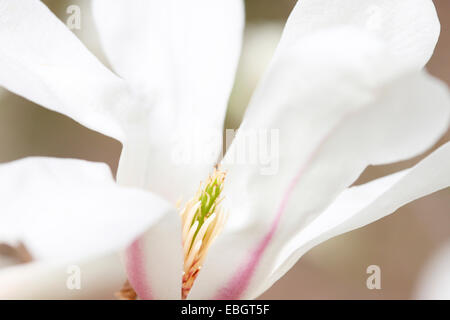 Beginn des Frühlings Saison schön weiß, rosa gestreifte Magnolien blühen Jane Ann Butler Fotografie JABP1031 Stockfoto
