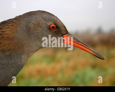 Wasser-Schiene (Rallus Aquaticus), Porträt, Deutschland Stockfoto