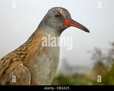 Wasser-Schiene (Rallus Aquaticus), Porträt, Deutschland Stockfoto