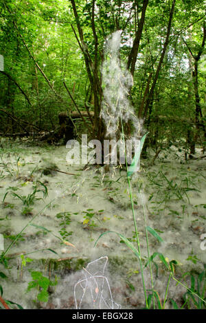 Espe, Pappel (Populus spec.), Milium Effusum mit Espe Samen, Deutschland Stockfoto