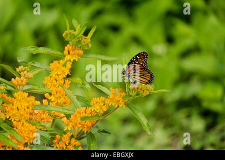 Weibliche Monarchfalter Verlegung Eiern auf Schmetterling Unkraut. Stockfoto