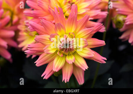 Dahlie 'Sunset'. Semi-Kaktus-Art Dahlia. Stockfoto