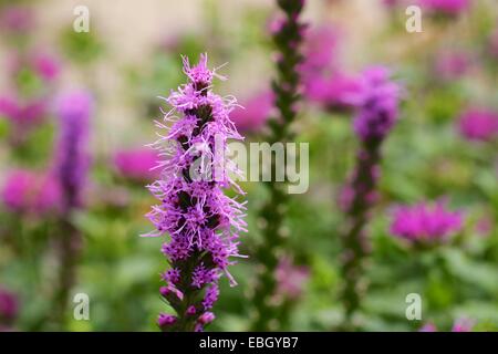 Blazing Star und Goldmelisse. Stockfoto