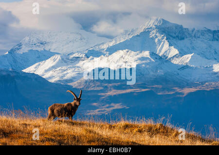 Alpensteinbock (Capra Ibex, Capra Ibex Ibex), mit verschneiten Bergkulisse im Hintergrund, der Schweiz, Toggenburg, Chaeserrugg Stockfoto