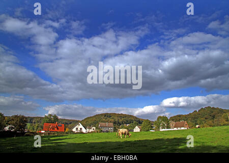 Hausrind (Bos Primigenius F. Taurus), Weide-Landschaft im Bergischen Land, Deutschland, Nordrhein Westfalen Stockfoto