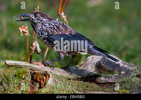 Gefleckte Tannenhäher (Nucifraga Caryocatactes), mit Kiefer Samen im Schnabel, Schweiz, Graubünden Stockfoto