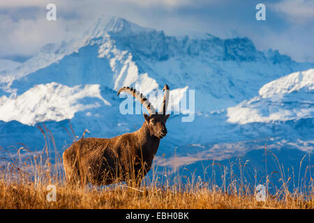 Alpensteinbock (Capra Ibex, Capra Ibex Ibex), mit verschneiten Bergkulisse im Hintergrund, der Schweiz, Toggenburg, Chaeserrugg Stockfoto