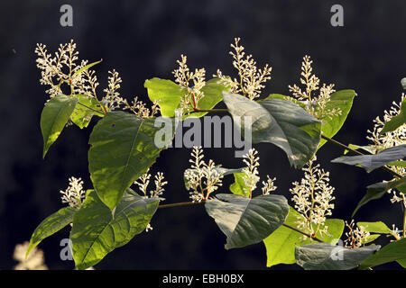 Japanischer Staudenknöterich (Fallopia Japonica, Reynoutria Japonica), Blüte, Deutschland Stockfoto