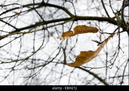 Letzten Herbst Blätter am Baum. Stockfoto