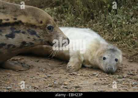 Weibliche grau-Siegel mit ihrem Wochen alten Welpen in den Sanddünen auf Blakeney Point, Norfolk Stockfoto