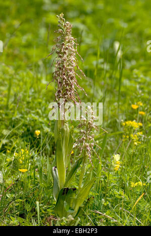 Lizard Orchid (Himantoglossum Hircinum), auf wachsende Website, Deutschland, Baden-Württemberg Stockfoto