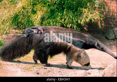 Großer Ameisenbär (Myrmecophaga Tridactyla), Mutter mit jungen auf dem Rücken, BLWS010724.jpg. Stockfoto