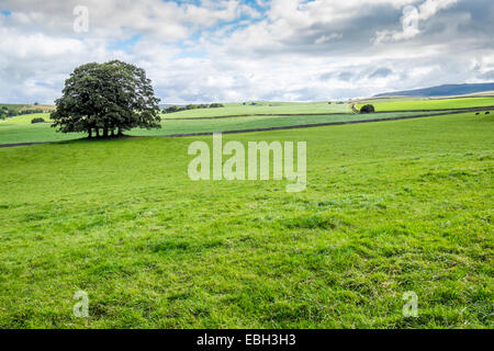 Englische Landschaft im Sommer, Englands grüne und angenehme land Stockfoto