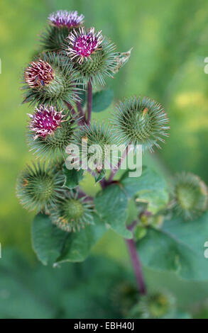 gemeinsamen Klette, weniger Klette (Arctium minus), blühen Stockfoto