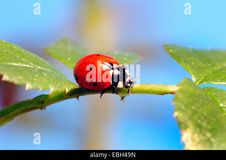 sieben-Punkt-Marienkäfer, Sevenspot Marienkäfer, 7-Punkt Marienkäfer (Coccinella Septempunctata), auf einem Rosenblatt, Deutschland Stockfoto