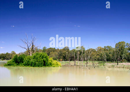 Eukalyptus, Gum (Eucalyptus spec.), Murray River mit Zahnfleisch und Weiden, Australien, Suedaustralien Stockfoto