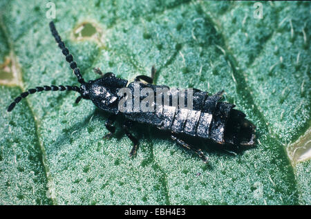 Blitz-Käfer (Phosphaenus Atrata), Oberseite. Stockfoto