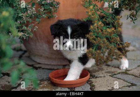 Australian Shepherd Mischling (Canis Lupus F. Familiaris), Australian Shepherd mix. Stockfoto