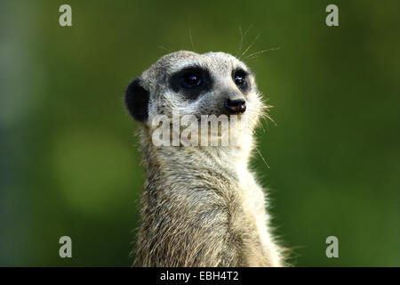 Suricate, schlank-tailed Erdmännchen (Suricata Suricatta), portrait Stockfoto