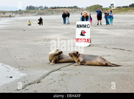 Freiwillige Freigabe gerettet & See-Elefanten rehabilitiert. Stockfoto