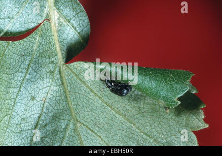 Birke Leafroller Rüsselkäfer (Deporaus Betulae), ein Blatt Rollen. Stockfoto