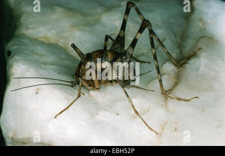 Gewächshaus Kamel Cricket, Gewächshaus Kamel-Cricket, Gewächshaus Stein Cricket (Tachycines Asynamorus). Stockfoto